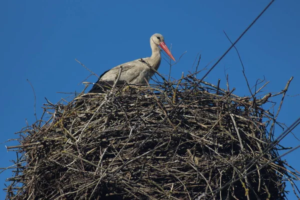White Storks Mezynsky National Nature Park Ukraine — Stock Photo, Image