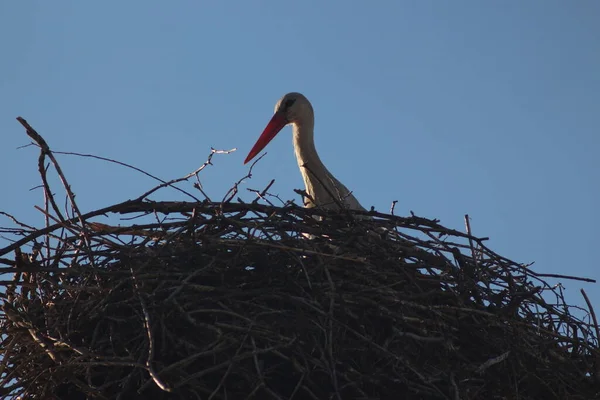 White Storks Mezynsky National Nature Park Ukraine — Stock Photo, Image