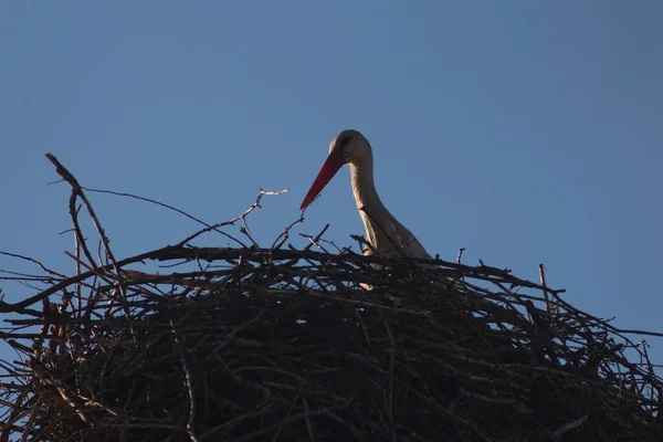 White Storks Mezynsky National Nature Park Ukraine — Stock Photo, Image