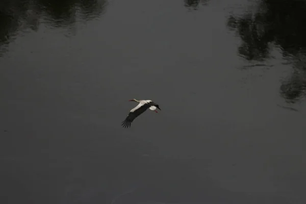 Weißstörche Mezynsky National Nature Park Ukraine — Stockfoto