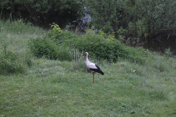 Cigognes Blanches Dans Parc Naturel National Mezynsky Ukraine — Photo