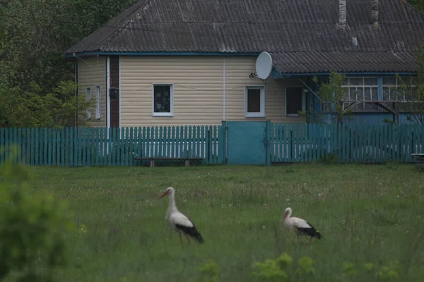 Bílí Čápi Národním Přírodním Parku Mezynsky Ukrajina — Stock fotografie