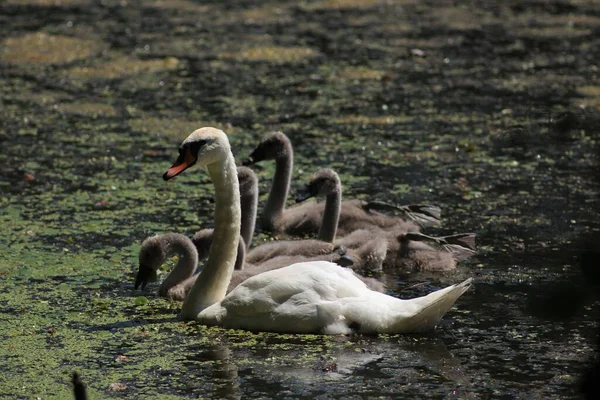 Famille Swan Sur Lac — Photo