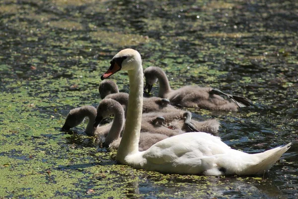 Familia Del Cisne Lago —  Fotos de Stock