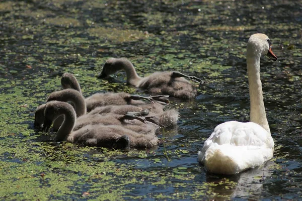 Família Cisne Lago — Fotografia de Stock