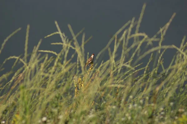 Sedge Warbler Acrocephalus Schoenobaenus — Stok fotoğraf