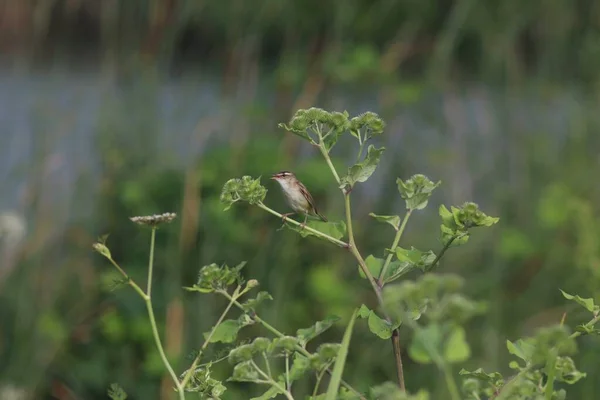 Sedge Warbler Acrocephalus Schoenobaenus — стокове фото