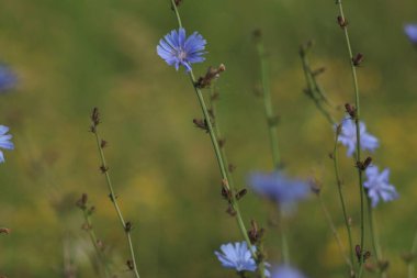 Chicory, Yaban Çiçekleri, Yaz Çayırı, Mavi Çiçekler