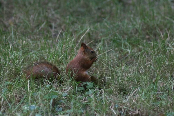 Ardilla Parque Verano — Foto de Stock