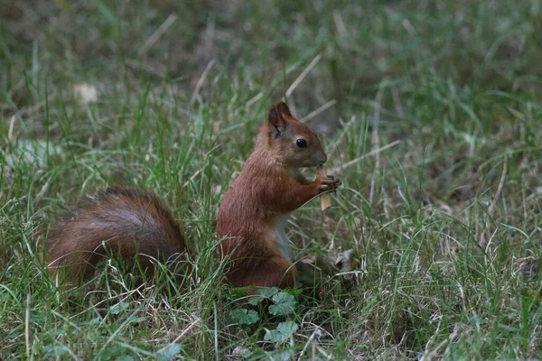 Ardilla Parque Verano — Foto de Stock