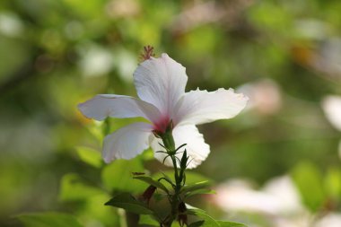 Kas, Antalya, Türkiye 'de tatiller