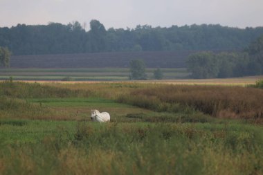 Beyaz at tarlada otluyor.