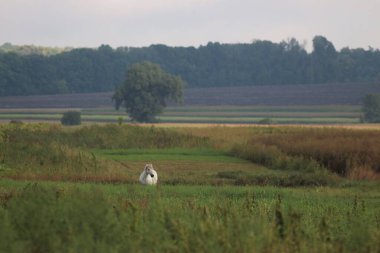 Beyaz at tarlada otluyor.