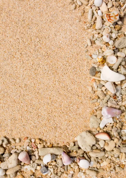 Sea shells and corral with sand — Stock Photo, Image