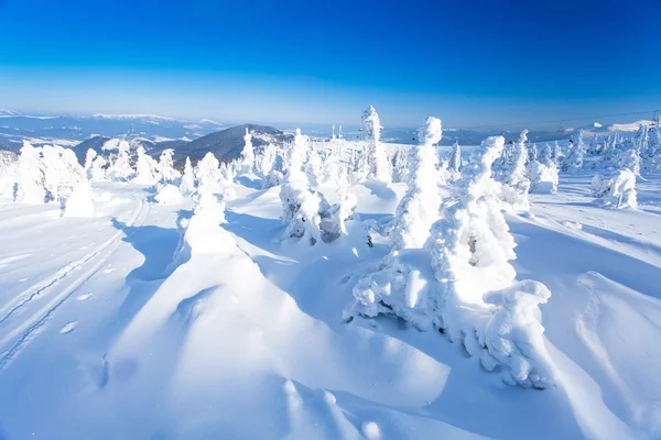 Winter rime and snow covered fir Christmas trees — Stock Photo, Image