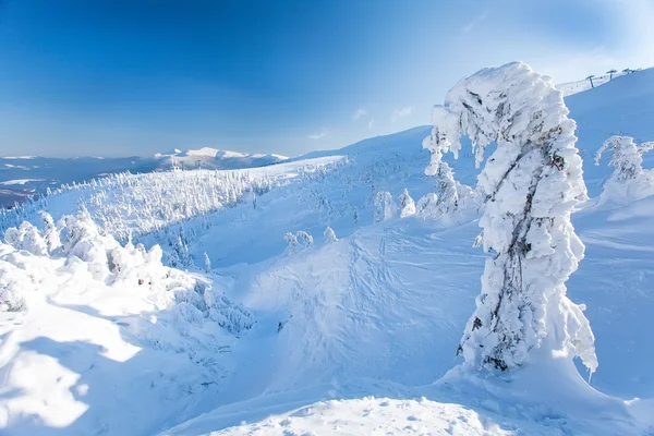 Winter rime and snow covered fir Christmas trees — Stock Photo, Image