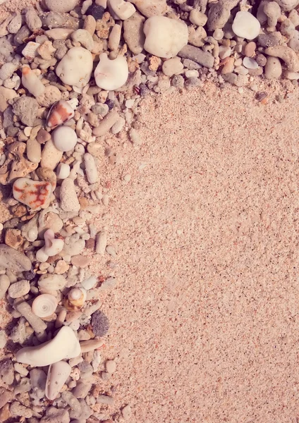 Conchas do mar e curral com areia — Fotografia de Stock