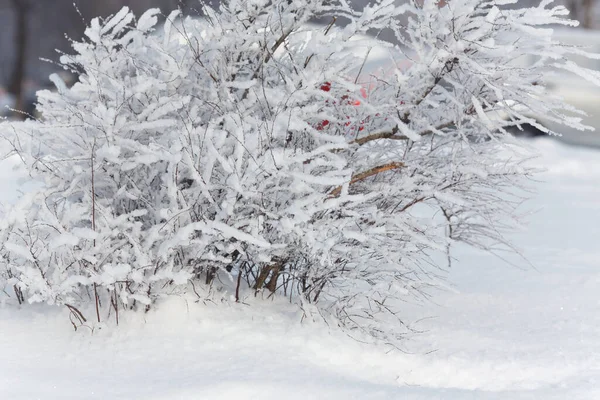 Arbusto Nieve Paisaje Invernal — Foto de Stock