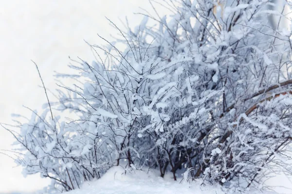 Arbusto Neve Paisagem Inverno — Fotografia de Stock