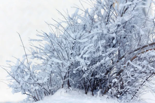 Arbusto Nieve Paisaje Invernal — Foto de Stock