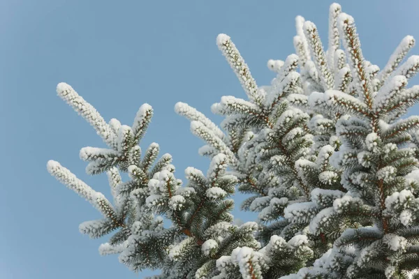 Гілки Ялинок Сосен Снігу Взимку — стокове фото