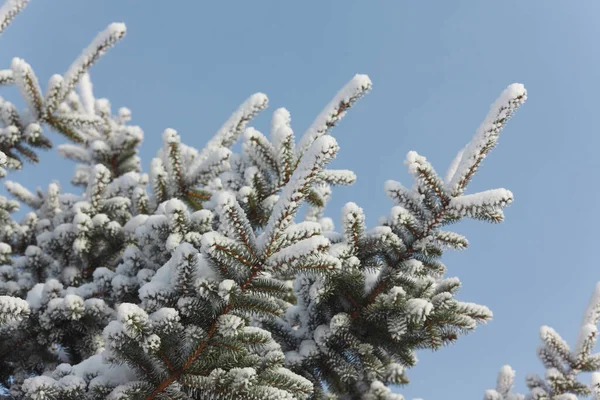 Filialer Gran Och Tall Snön Vintern — Stockfoto