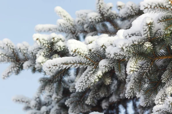 Filialer Gran Och Tall Snön Vintern — Stockfoto