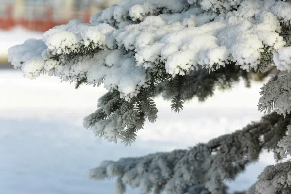 Ramos Abetos Pinheiros Neve Inverno — Fotografia de Stock