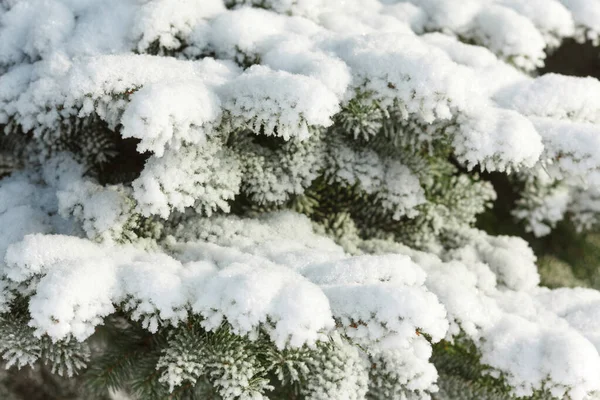 冬の雪の中でモミや松の木の枝 — ストック写真