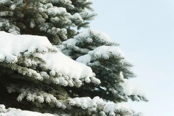 冬の雪の中でモミや松の木の枝 — ストック写真