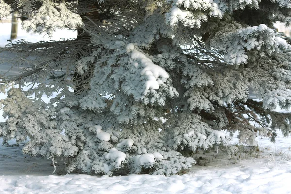 Ramas Abetos Pinos Nieve Invierno — Foto de Stock