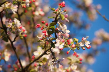İlkbaharda elma çiçeği
