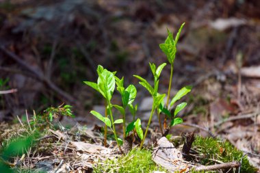 Yazın ormandaki genç bitkiler