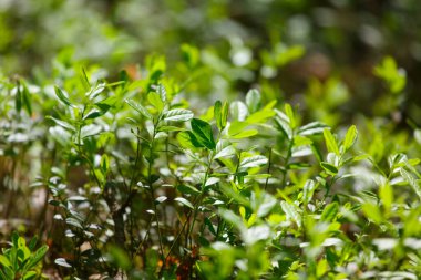Yazın ormandaki genç bitkiler