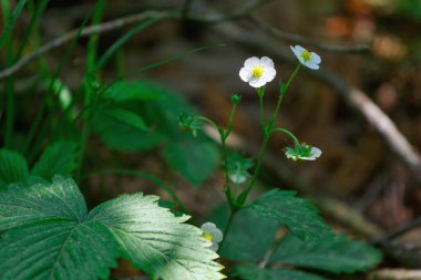 Yazın ormanda çiçekli genç bitkiler