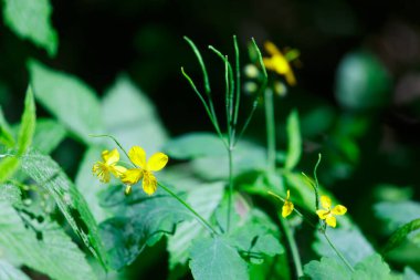 Yazın ormanda sarı çiçekler