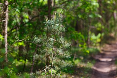 Ormanda yeşil bir çam