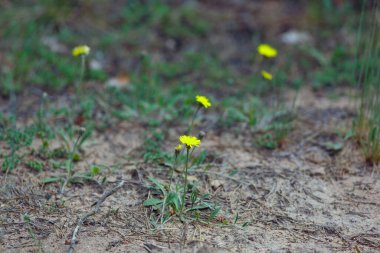 Yazın ormanda sarı çiçekler