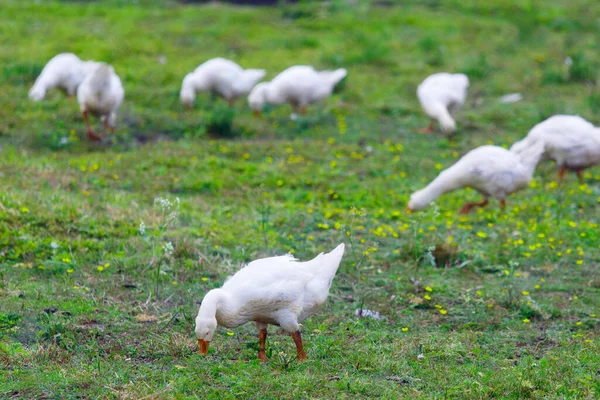 Weiße Gänse Sommer Auf Der Wiese — Stockfoto