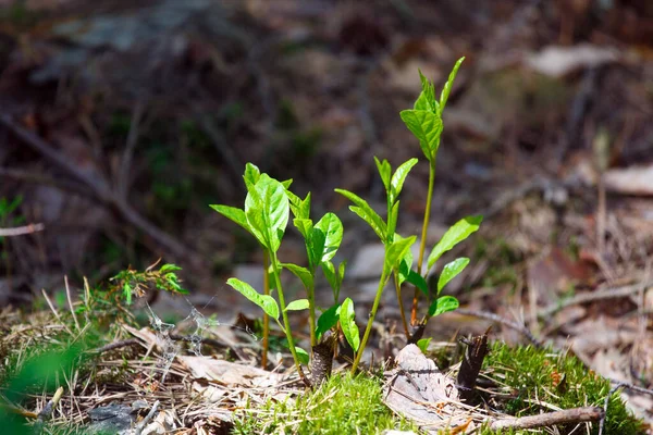Yazın ormandaki genç bitkiler