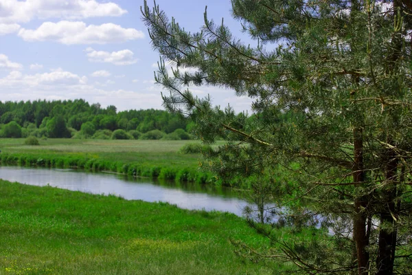 Paesaggio Forestale Con Fiume Estate — Foto Stock