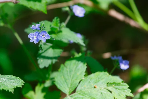 Blue Flowers Green Grass Summer Forest — Stock Photo, Image