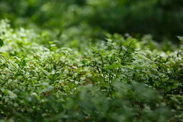 Young Plants Forest Summer — Stock Photo, Image