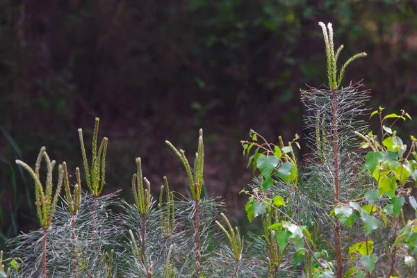 Green Young Needles Pine Forest — Stock Photo, Image