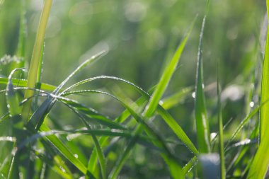 Yazın çayırlarda farklı otlar.