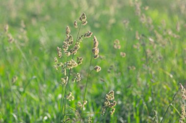 Yazın çayırlarda farklı otlar.