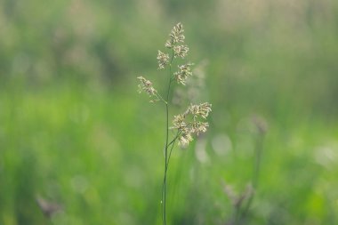 Yazın çayırlarda farklı otlar.