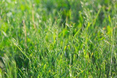 Yazın çayırlarda farklı otlar.