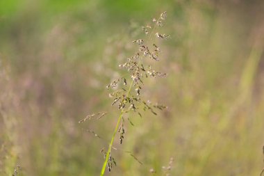 Yazın çayırlarda farklı otlar.