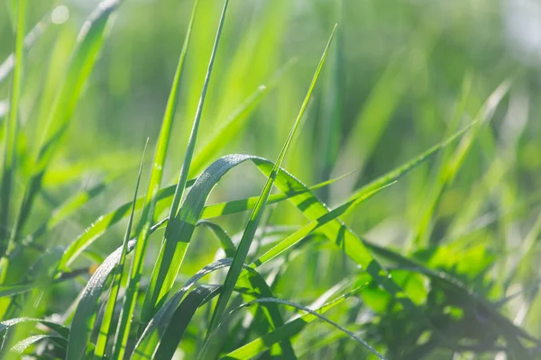 Different Herbs Meadow Summer — Stock Photo, Image